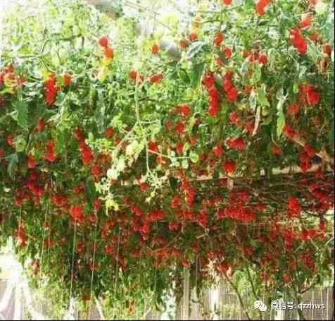 疯狂的番茄树，一棵番茄树能结番茄上万个