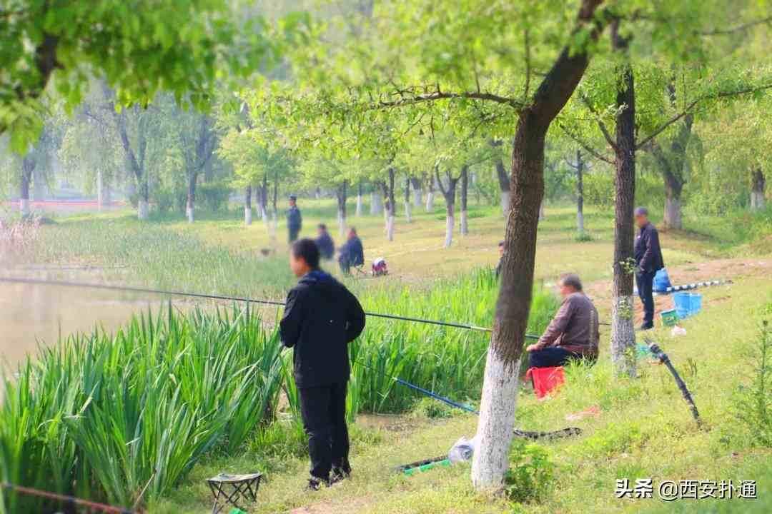 渭河生态景观区|原生态野生美，还藏着“西安的马尔代夫”