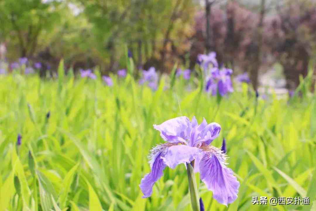 渭河生态景观区|原生态野生美，还藏着“西安的马尔代夫”