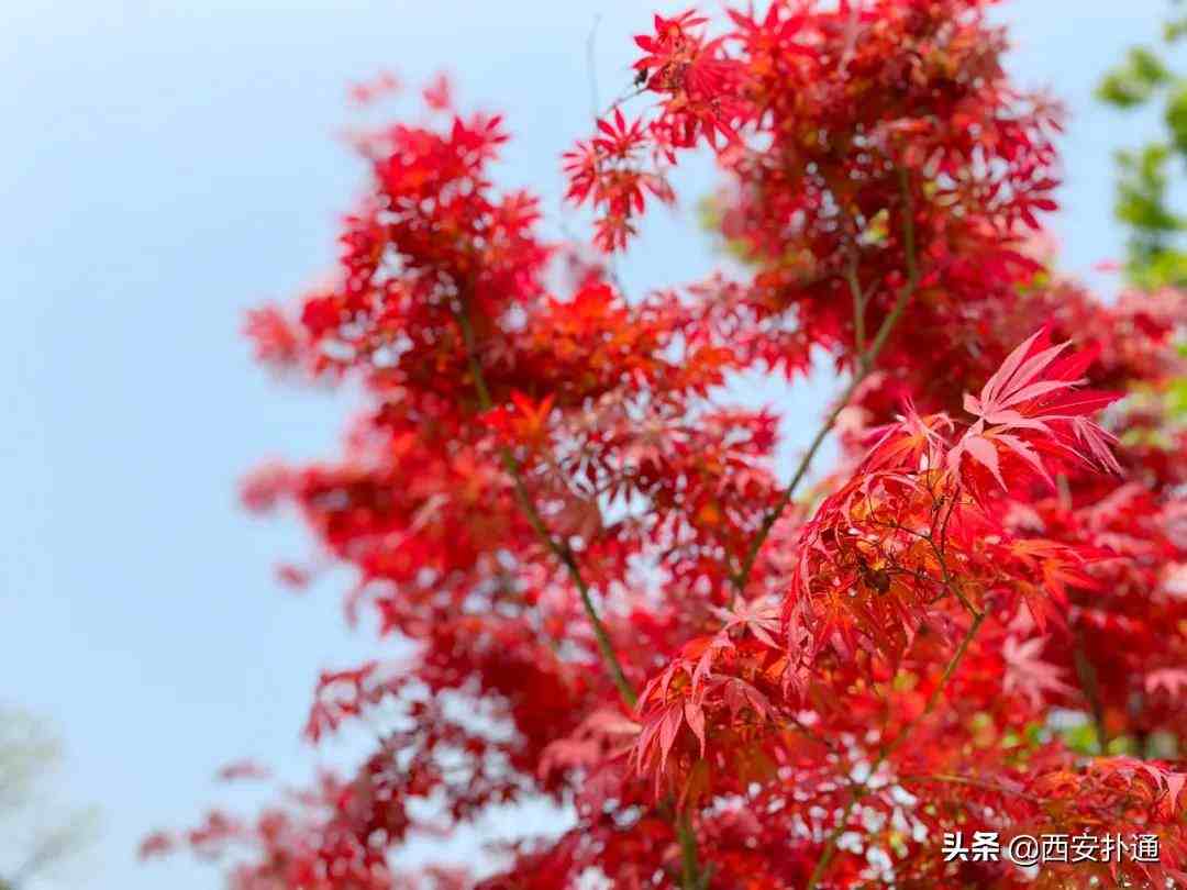 渭河生态景观区|原生态野生美，还藏着“西安的马尔代夫”