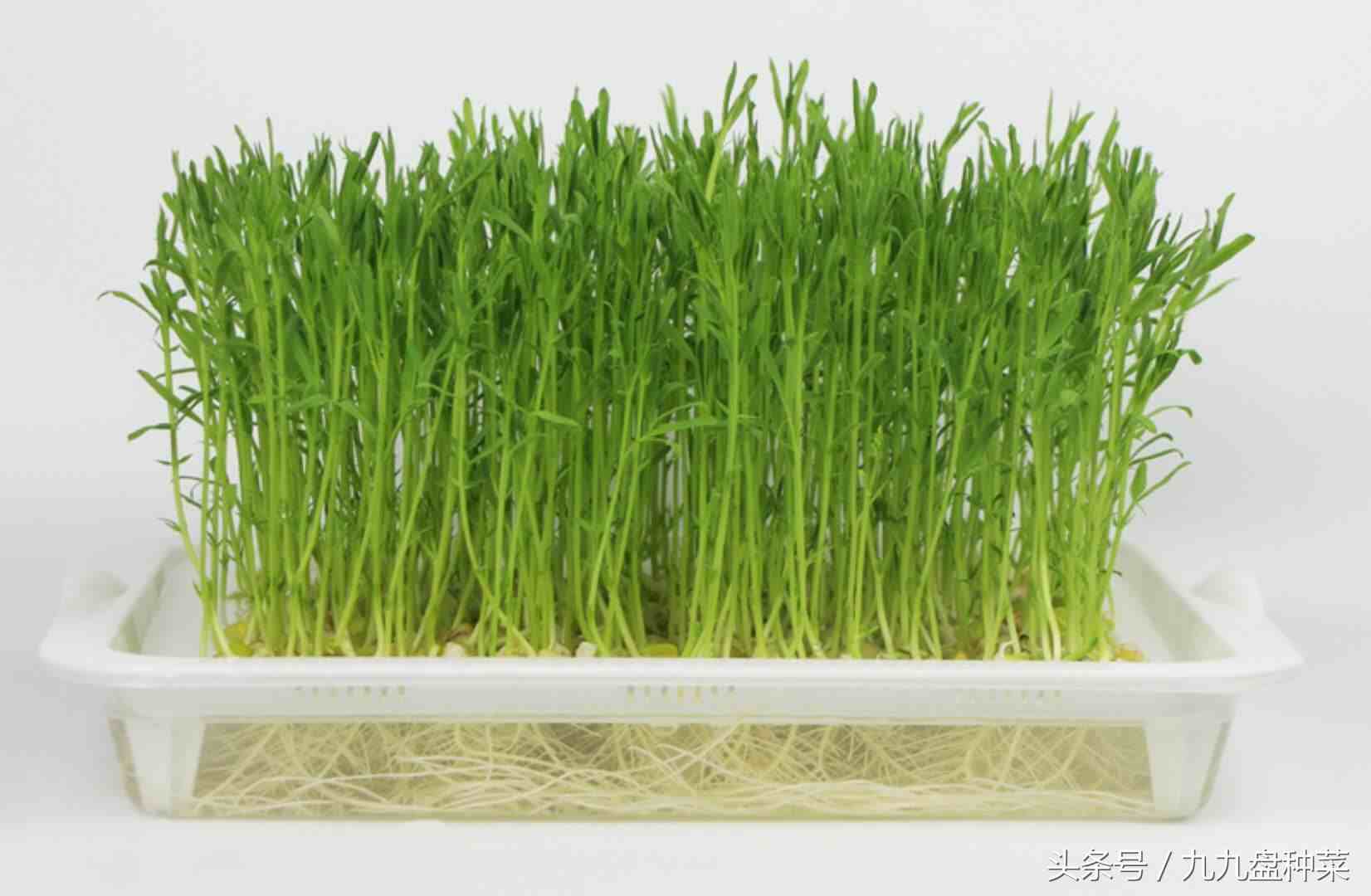 水上种菜|家庭水上种菜