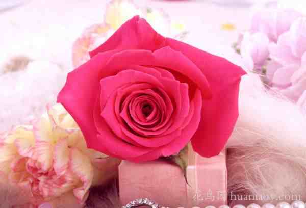 粉玫瑰代表什么呢|粉红色玫瑰花语