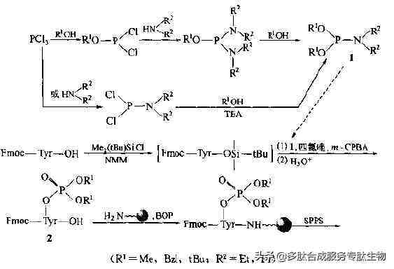 多肽修饰|磷酸化合成多肽的修饰技术