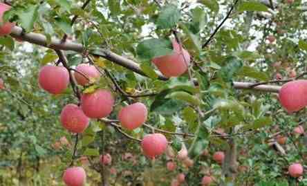 苹果树管理技术|苹果树全年管理抓住这6点就够了