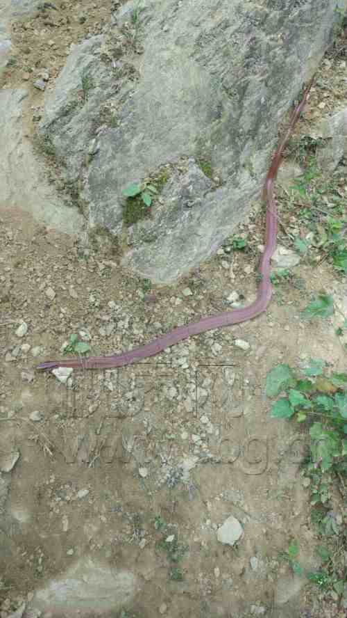 路遇红蛇冒险拍照 经鉴定竟是珍稀蛇类