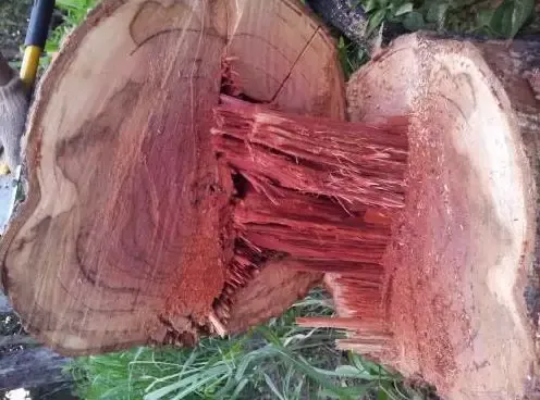 都是红木，价差百倍：名贵红木木材(家具)排行榜