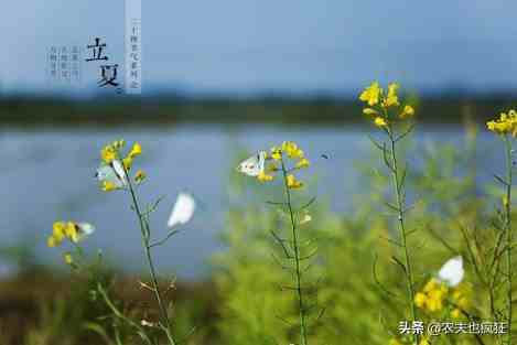 立夏为什么要吃蛋|今日立夏，为何立夏节气要吃鸡蛋？