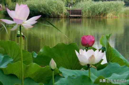 立夏为什么要吃蛋|今日立夏，为何立夏节气要吃鸡蛋？