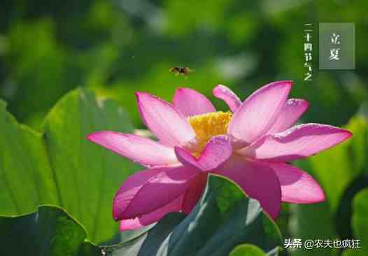 立夏为什么要吃蛋|今日立夏，为何立夏节气要吃鸡蛋？