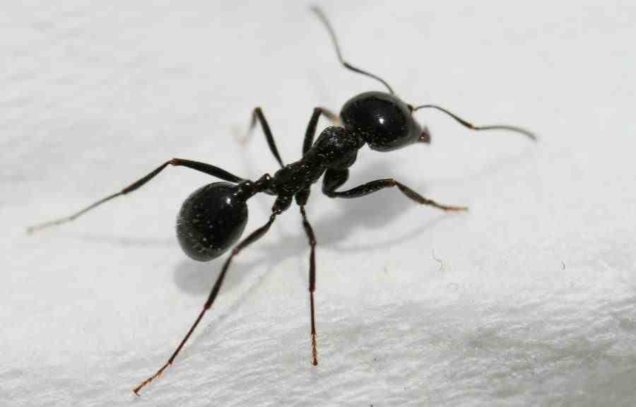 家中有蚂蚁怎么办|家中有蚂蚁不要忙着喷药，用这个方法