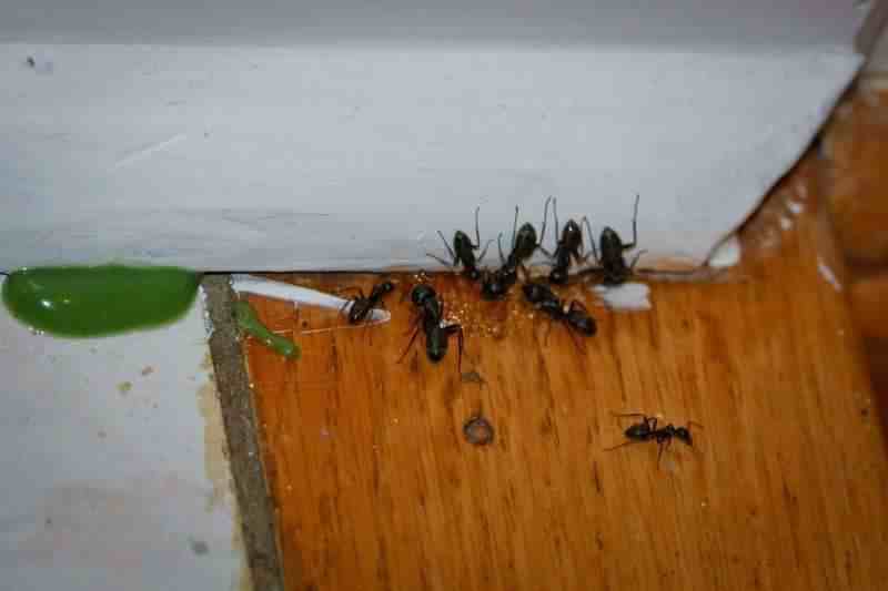 家中有蚂蚁怎么办|家中有蚂蚁不要忙着喷药，用这个方法