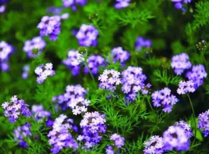 草本植物|30种最常见的美丽草本植物