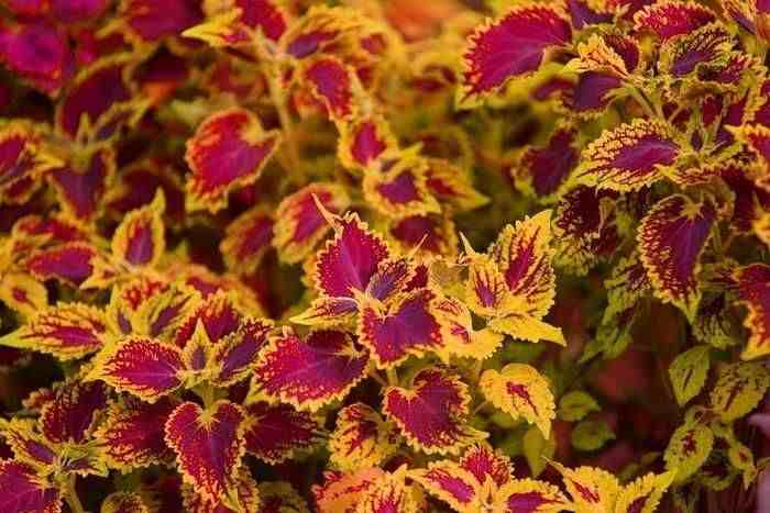 草本植物|30种最常见的美丽草本植物