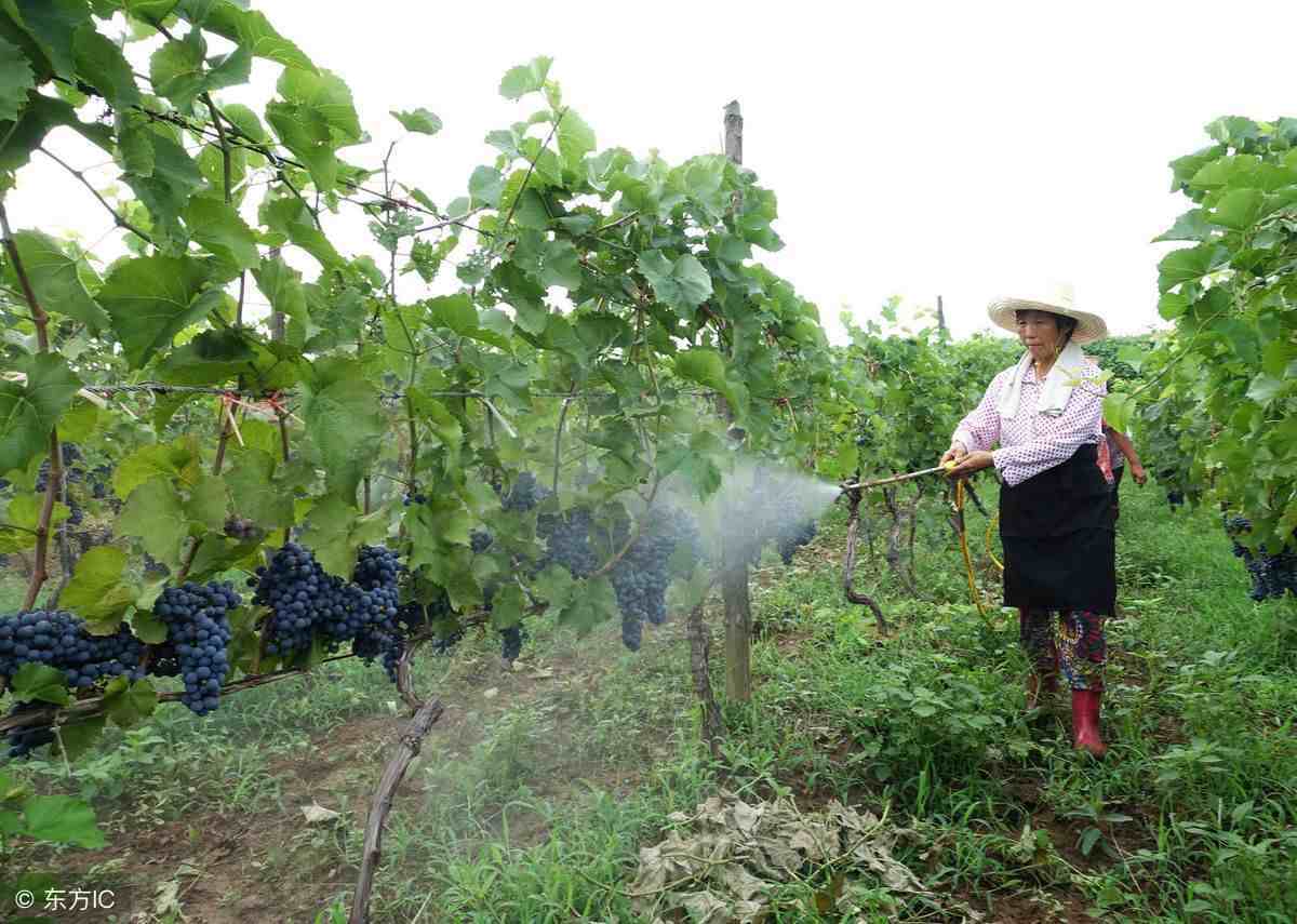 水溶肥叶面肥|水溶肥是否能做叶面肥施用