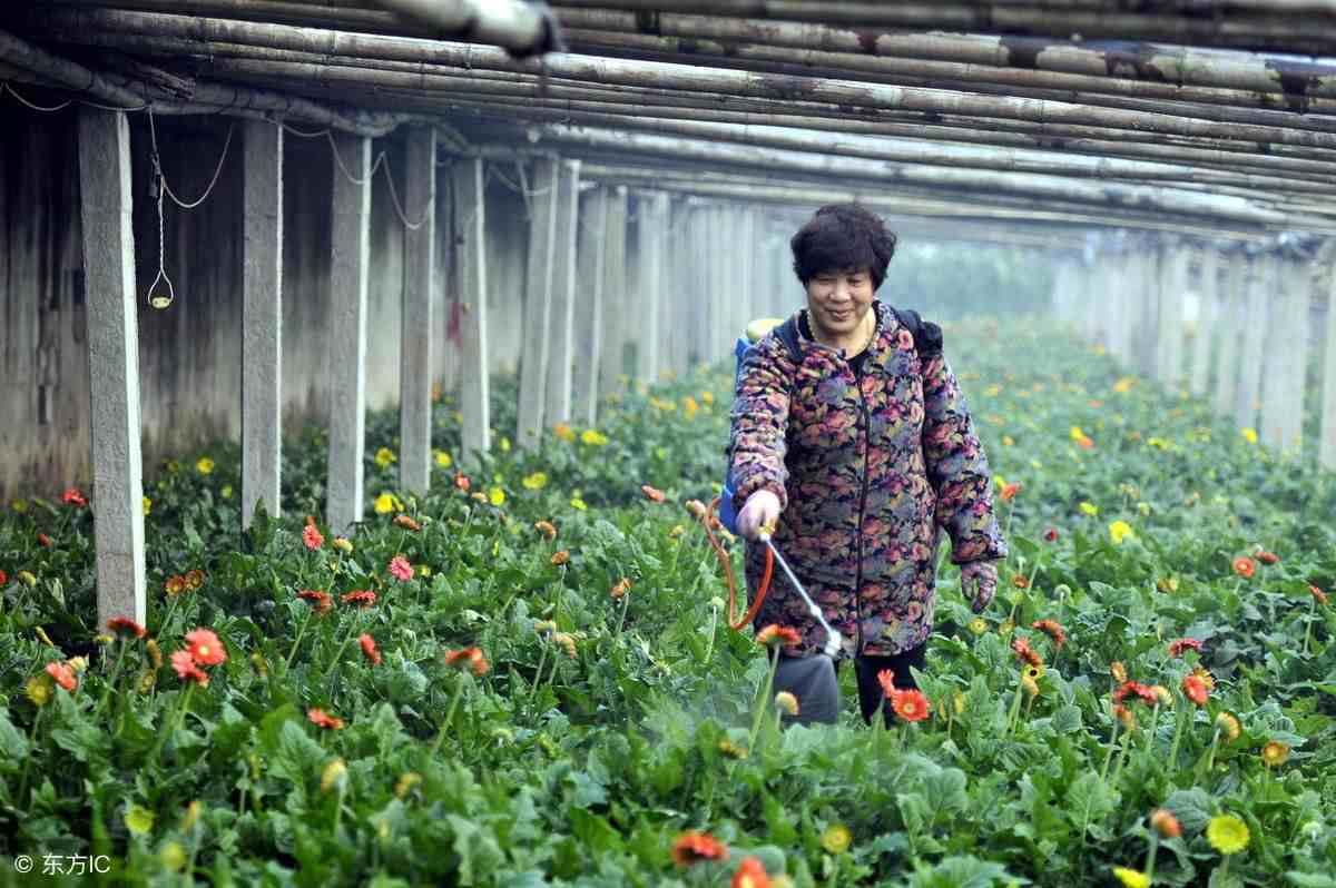 水溶肥叶面肥|水溶肥是否能做叶面肥施用