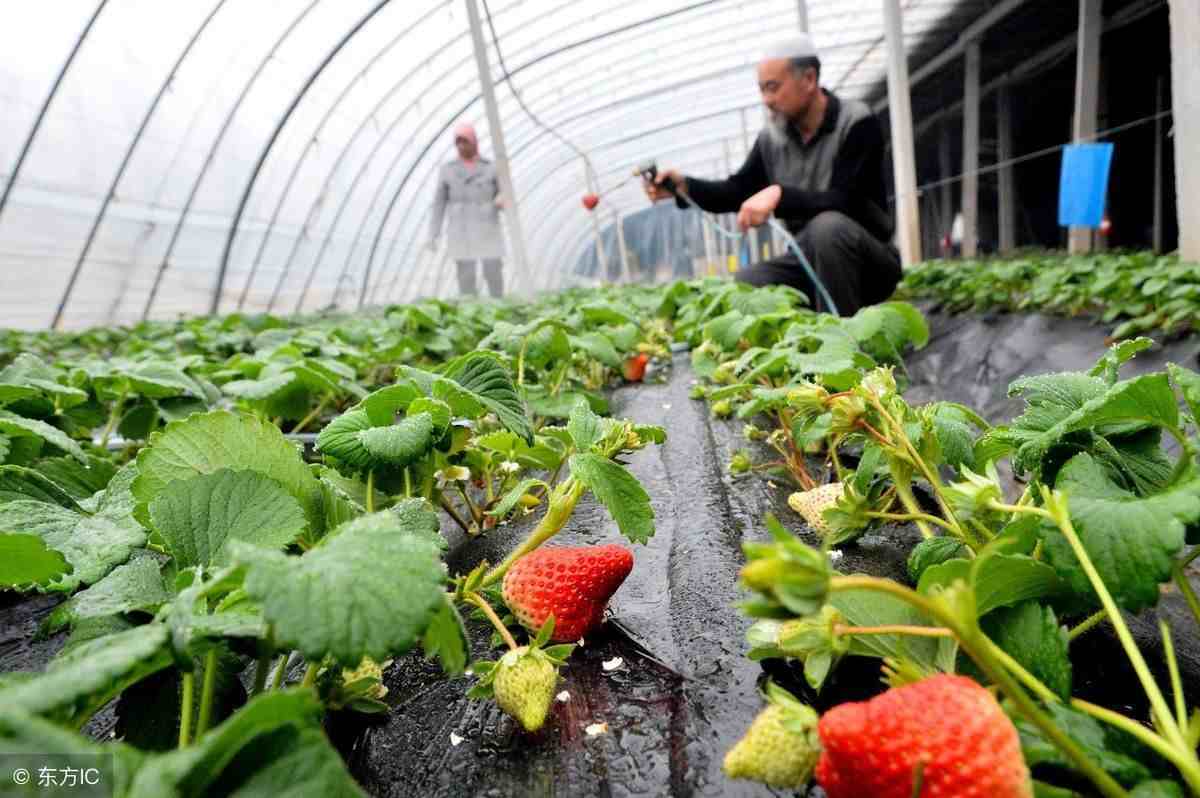 水溶肥叶面肥|水溶肥是否能做叶面肥施用