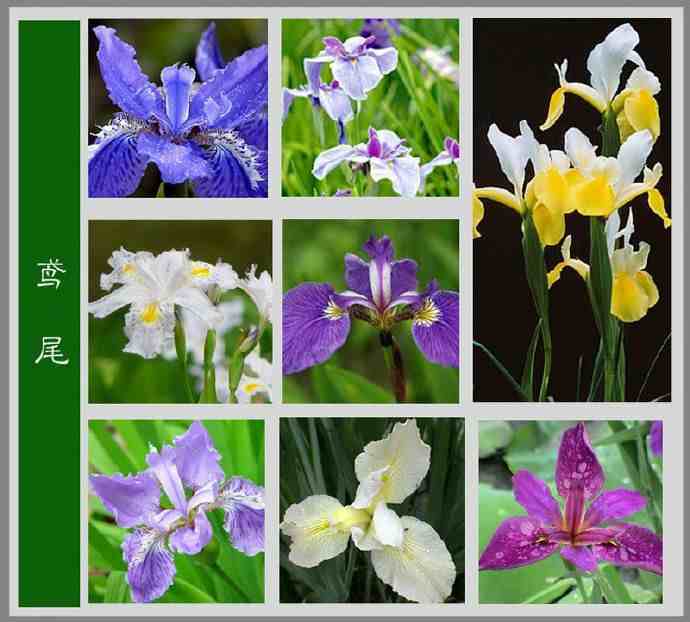 今天花花给大家整理了特别齐全的花卉百科图谱,大家可以对照着认一认