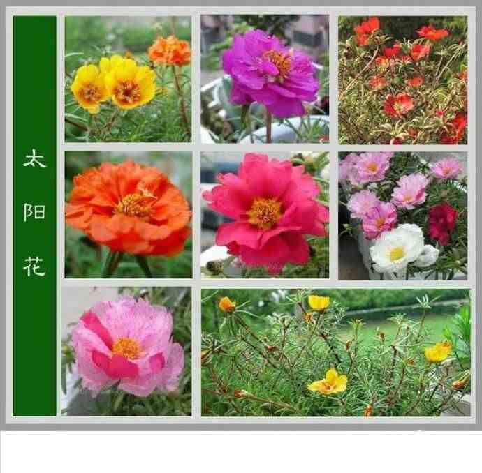 花名及图片(花名图片大全大图)