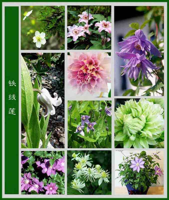 今天花花给大家整理了特别齐全的花卉百科图谱,大家可以对照着认一认