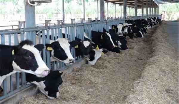 日常小知识：奶牛有公的吗，怎样使奶牛多产奶？