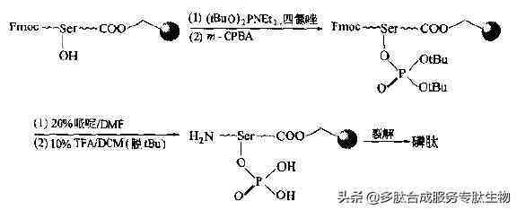 多肽修饰|磷酸化合成多肽的修饰技术