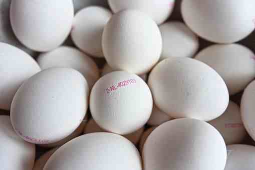 鸽子蛋的营养价值及功效是|鸽子蛋有什么营养价值吗？