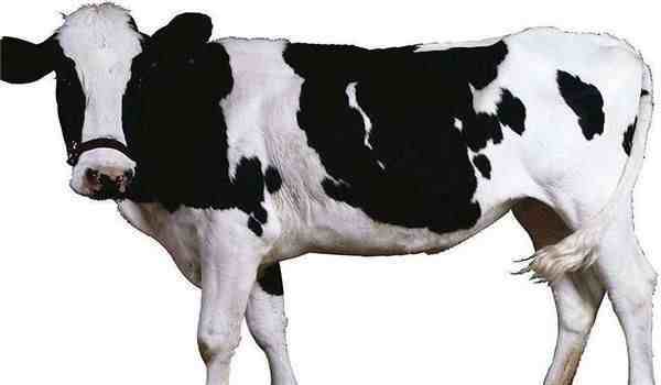 奶牛有公的吗|怎样使奶牛多产奶？