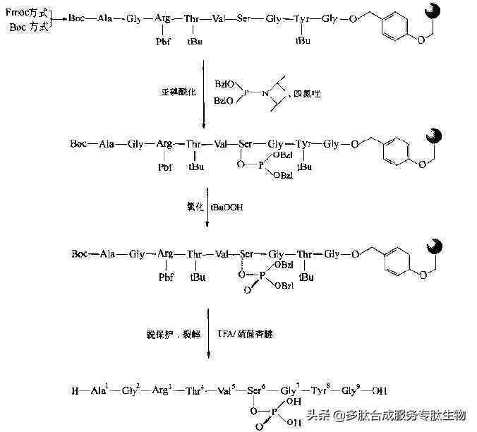 多肽修饰|磷酸化合成多肽的修饰技术