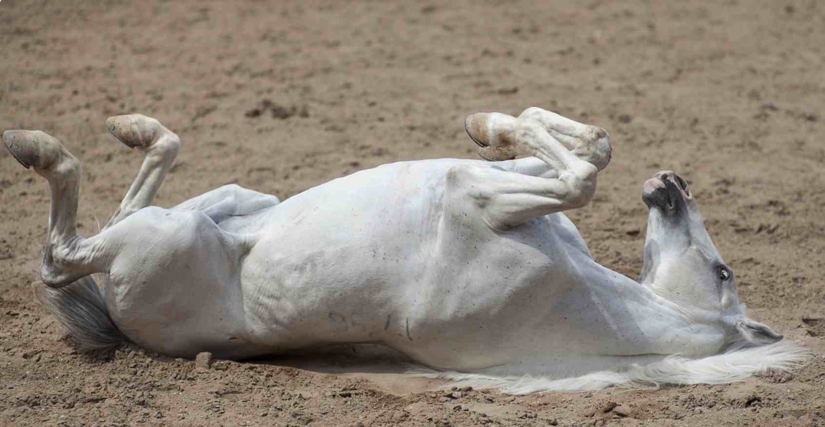 马为什么每天站着睡觉，它们不累吗？