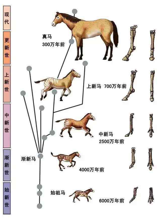 马为什么每天站着睡觉，它们不累吗？