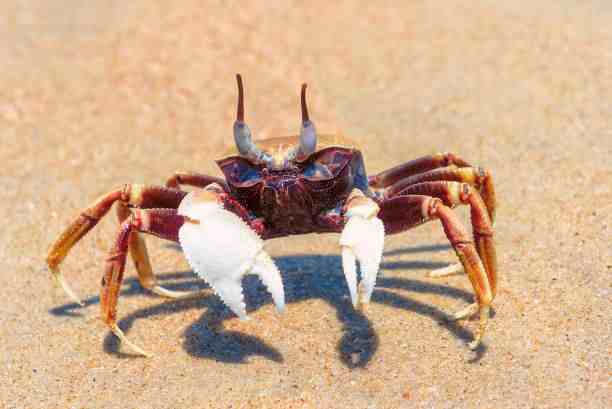 谁是第一个吃螃蟹的人？千年一问无人破解，如今终于有答案了