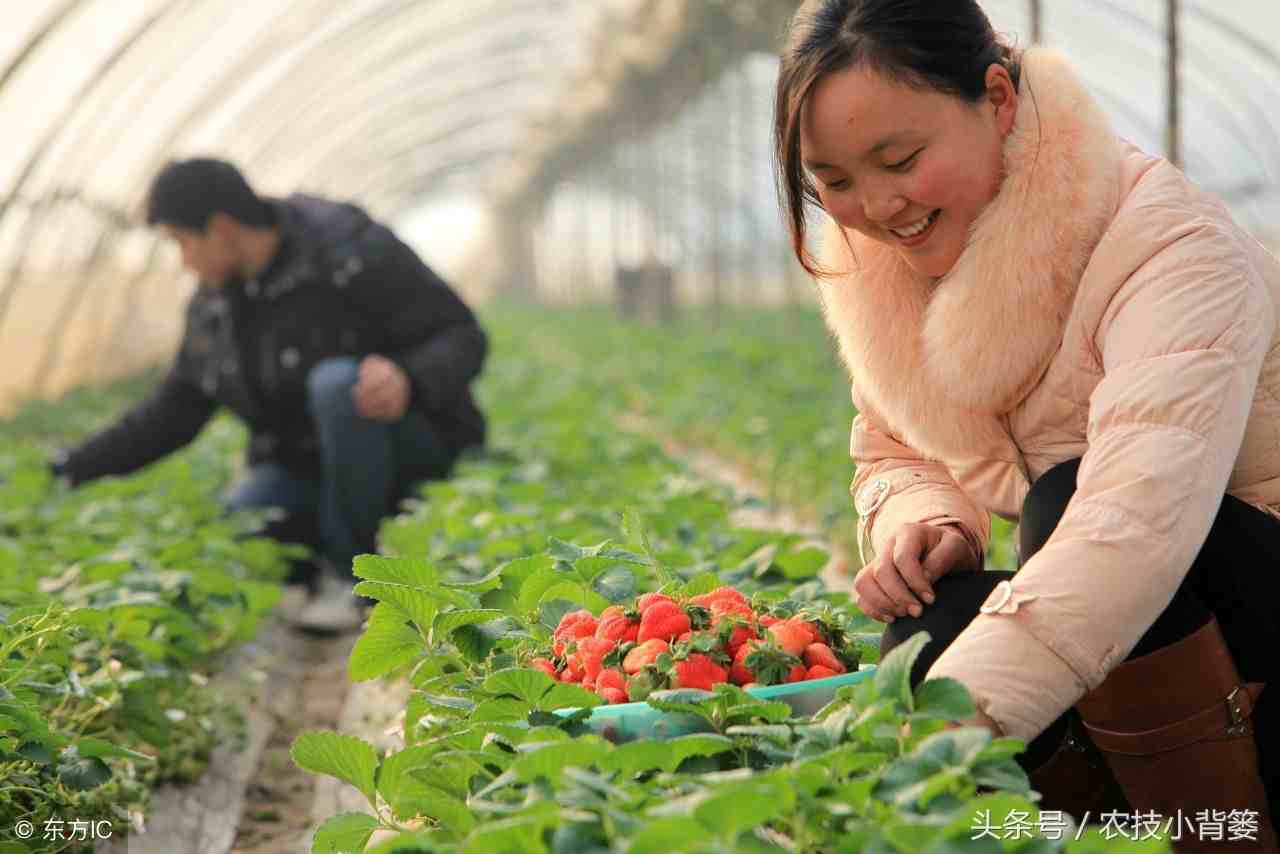 手把手教你种草莓，学会这些你就是草莓种植高手！