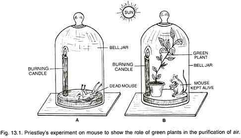 植物光合作用|光合作用是怎样具体进行的？