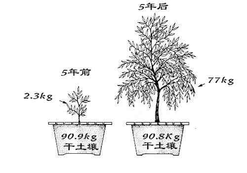 植物光合作用|光合作用是怎样具体进行的？