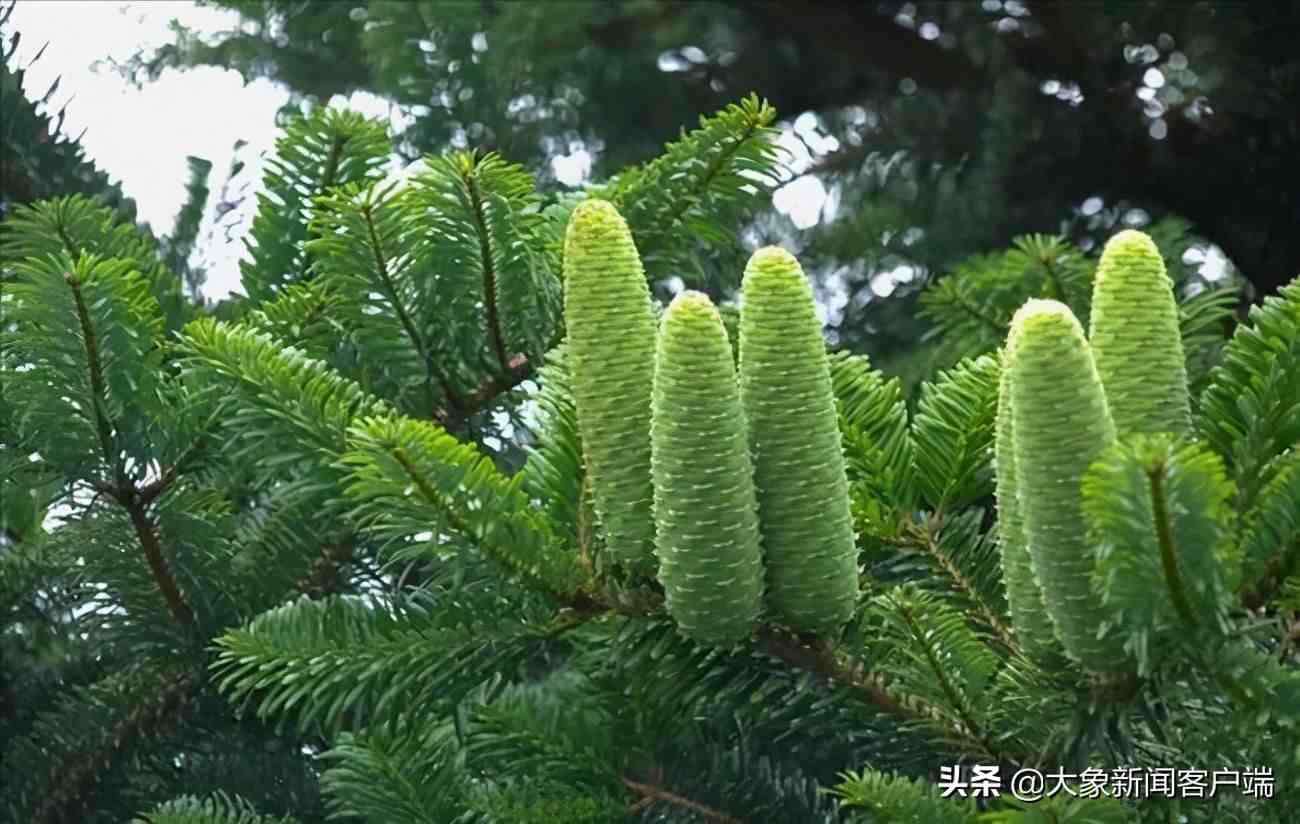全球仅有一株！这些只生长在中国的珍稀植物，你知道哪些？