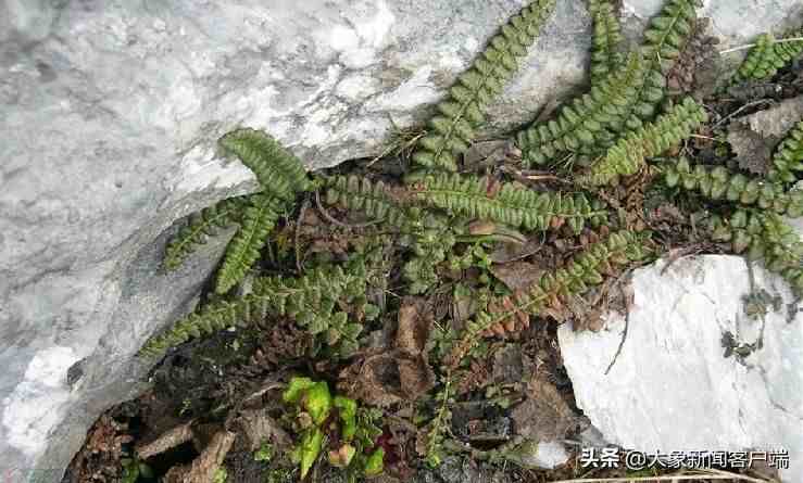 全球仅有一株！这些只生长在中国的珍稀植物，你知道哪些？