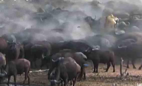 非洲水牛|非洲野水牛在草原上究竟多恐怖