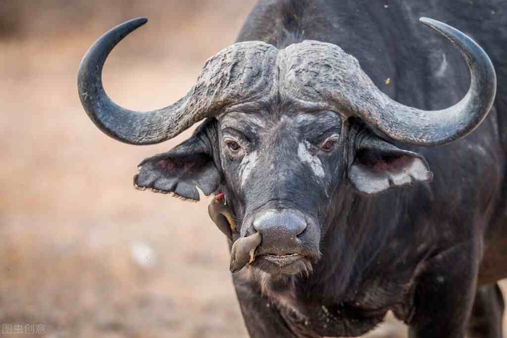 非洲水牛|非洲野水牛在草原上究竟多恐怖