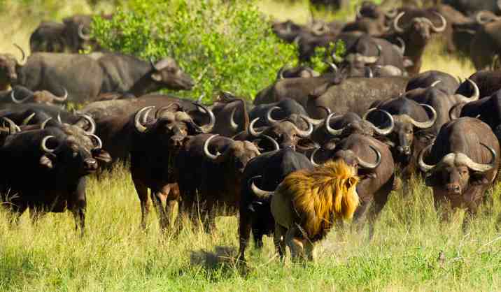 敢于猎杀幼狮，雄狮见了都发怵，非洲野水牛在草原上究竟多恐怖
