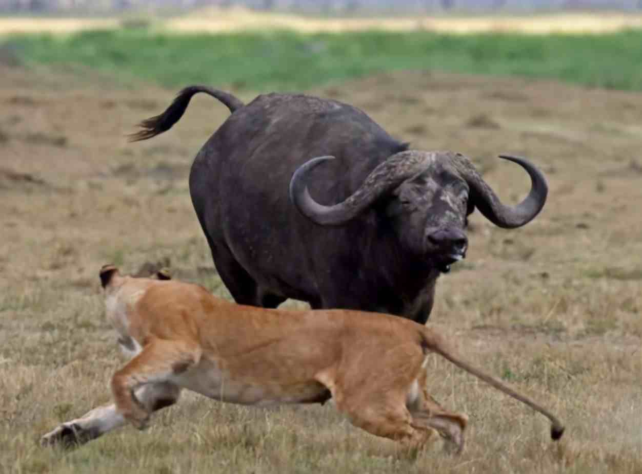 敢于猎杀幼狮，雄狮见了都发怵，非洲野水牛在草原上究竟多恐怖