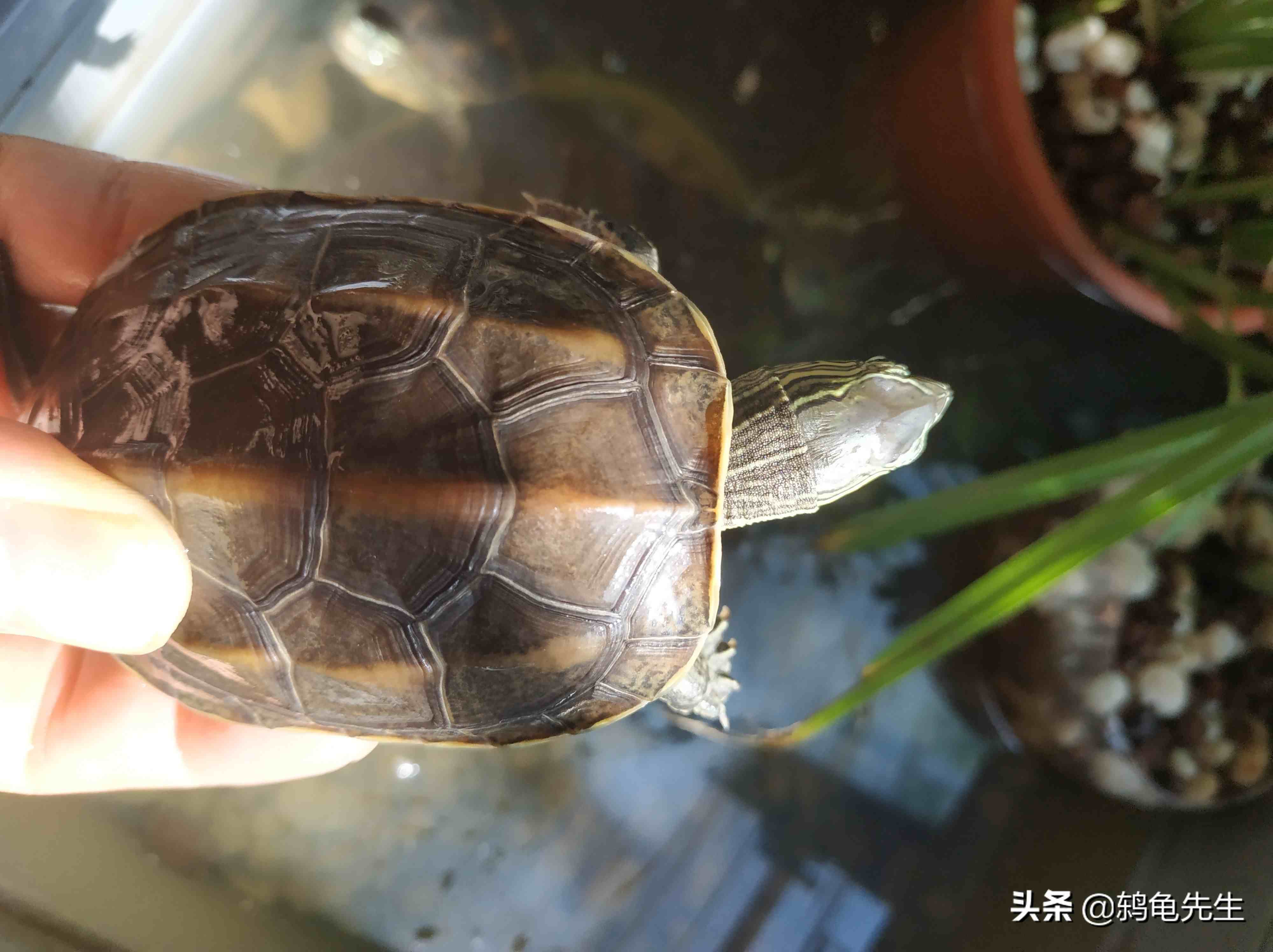 乌龟什么时候开始冬眠|各地龟冬眠时间