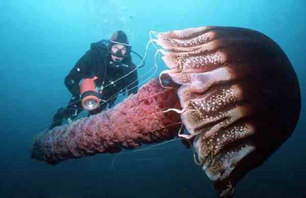 北极霞水母|世界上身体最长的动物——北极霞水母