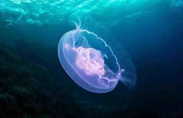 北极霞水母|世界上身体最长的动物——北极霞水母