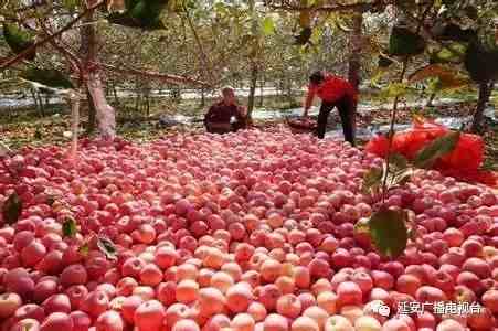 三个苹果改变了世界|有3个苹果曾影响世界