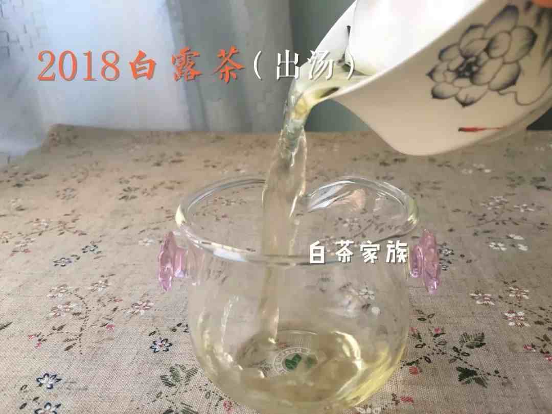 白茶属于什么茶|白茶与其它茶叶有什么不一样？