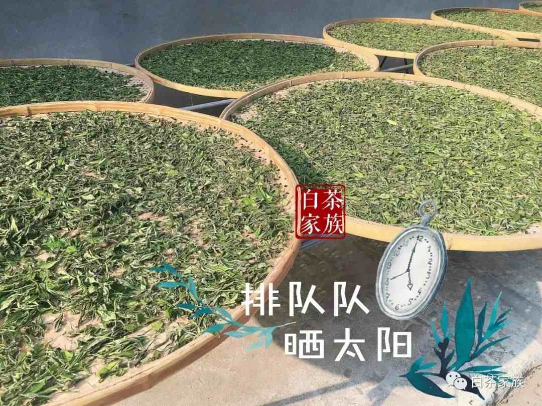 白茶是什么茶？与其它茶叶有什么不一样？