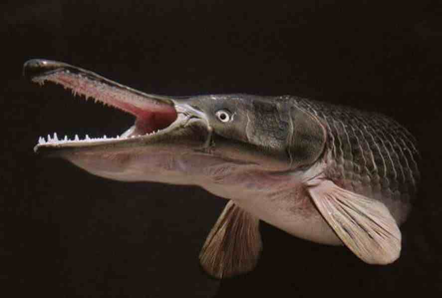 盘点世界上十大凶猛淡水鱼，黑鱼竟然也在排行中！