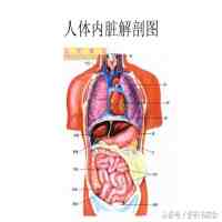 人体解剖图（人体内脏解剖图）