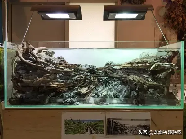 水草造景图片|一个极具视觉冲击的水草造景作品