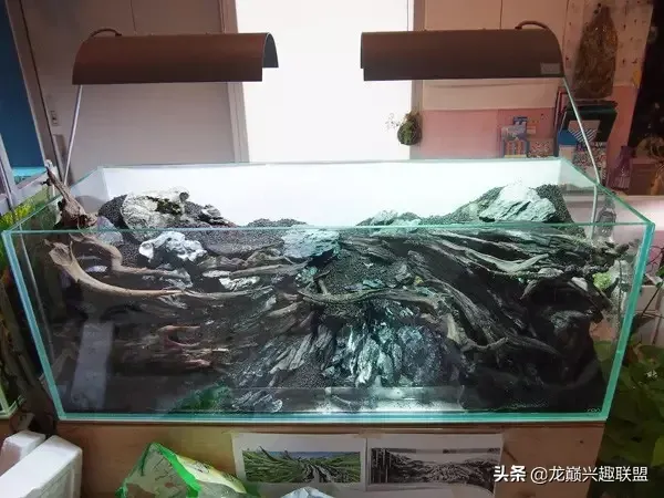 一个极具视觉冲击的水草造景作品，一场震撼的心灵洗礼！